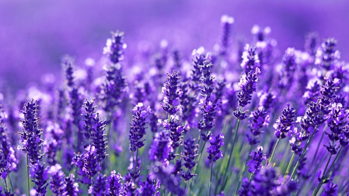 Lavender Lux Carpet and Rug Deodorizer