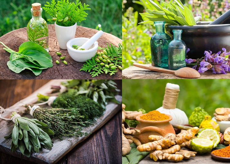 The Wellness Collection