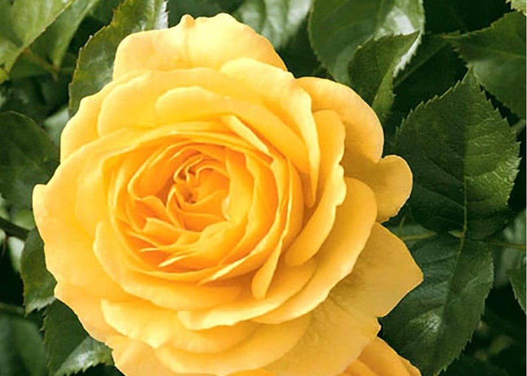 Radiant Prime-A-Rose Scented Candles